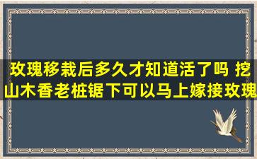 玫瑰移栽后多久才知道活了吗 挖山木香老桩锯下可以马上嫁接玫瑰花吗